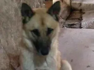 Cachorro raça PastorAlemão idade 1 ano nome Pastor
