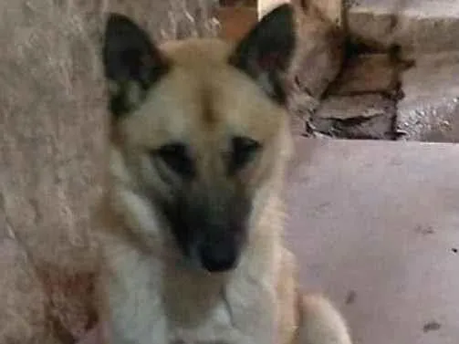 Cachorro ra a PastorAlemão idade 1 ano nome Pastor