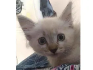 Gato raça Siames idade 2 a 6 meses nome Claire
