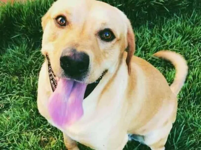 Cachorro ra a Labrador idade 3 anos nome Marley