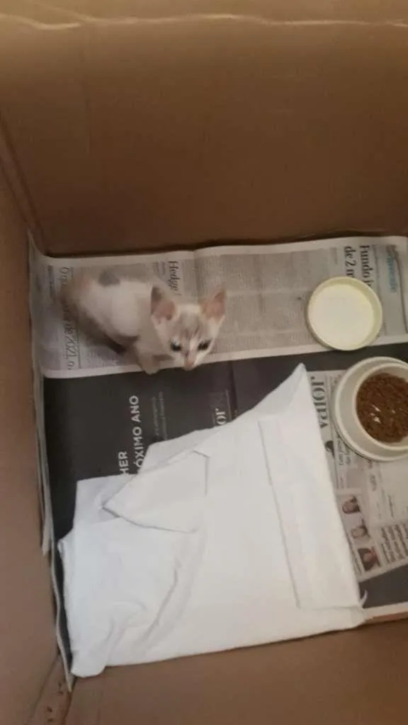Gato ra a  idade Abaixo de 2 meses nome Bebê