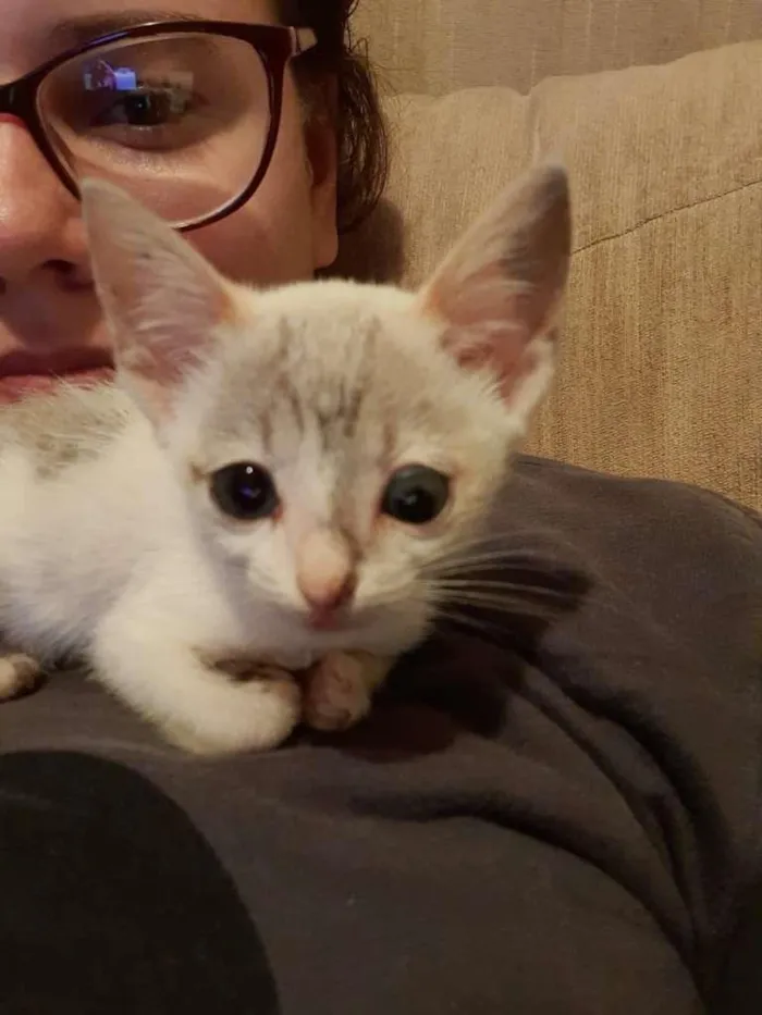 Gato ra a  idade Abaixo de 2 meses nome Bebê