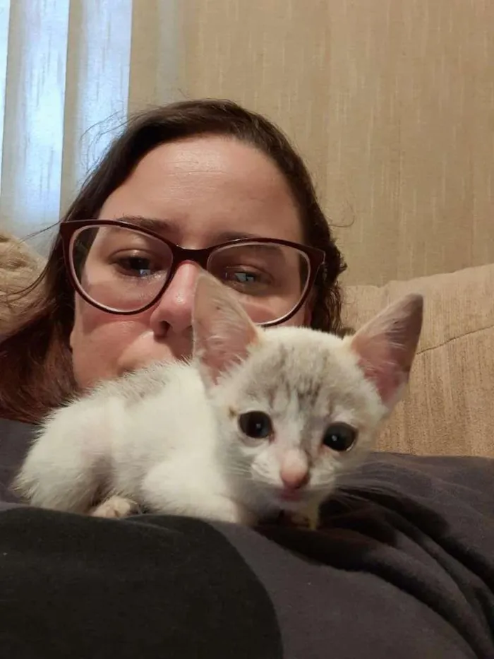 Gato ra a  idade Abaixo de 2 meses nome Bebê