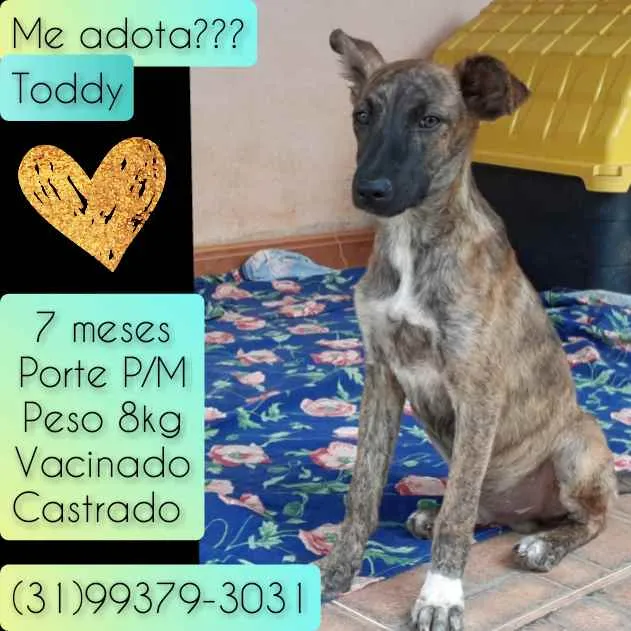 Cachorro raça SRD idade 7 a 11 meses nome Toddy