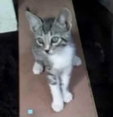 Gato ra a Mestiço  idade 2 a 6 meses nome Davi 