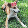 Belinha 