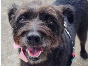 Cachorro raça SRD-ViraLata idade 5 anos nome DIMMY