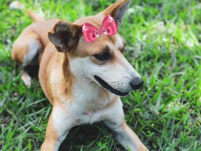 Cachorro ra a Mestiça  idade 1 ano nome Belinha 