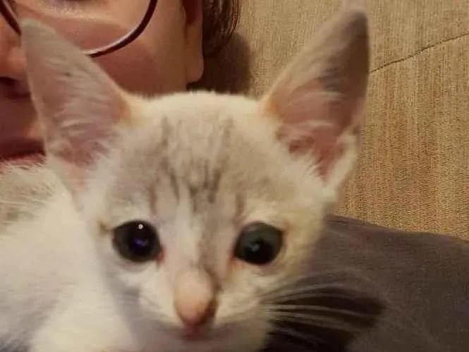 Gato ra a  idade Abaixo de 2 meses nome Bebê