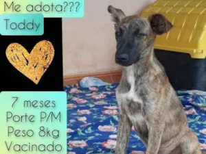 Cachorro raça SRD idade 7 a 11 meses nome Toddy
