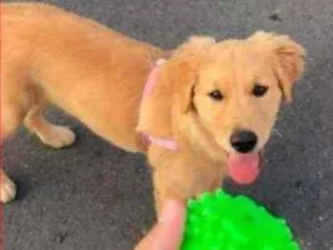 Cachorro raça Golden Retriever idade 2 a 6 meses nome Mayca