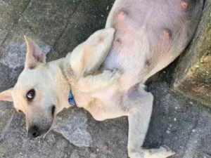 Cachorro raça Vira lata idade  nome ?