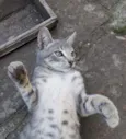 Prateado