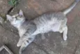 Prateado