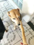 Thor e Kiara