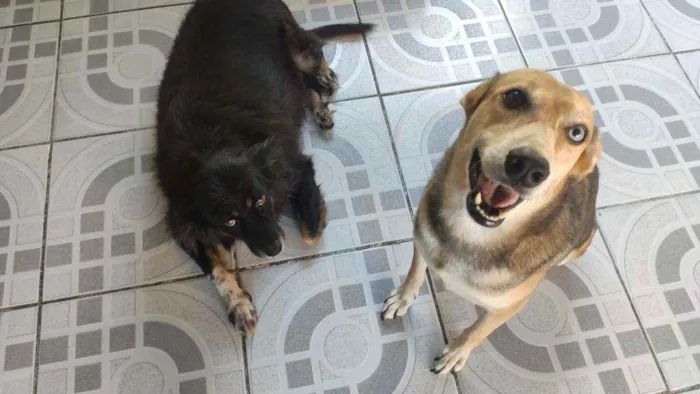 Cachorro ra a SRD idade 6 ou mais anos nome Thor e Kiara 