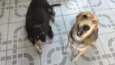 Thor e Kiara