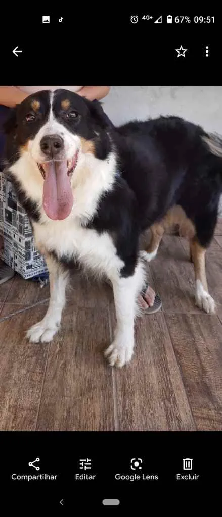 Cachorro ra a Border collie idade 5 anos nome Eva