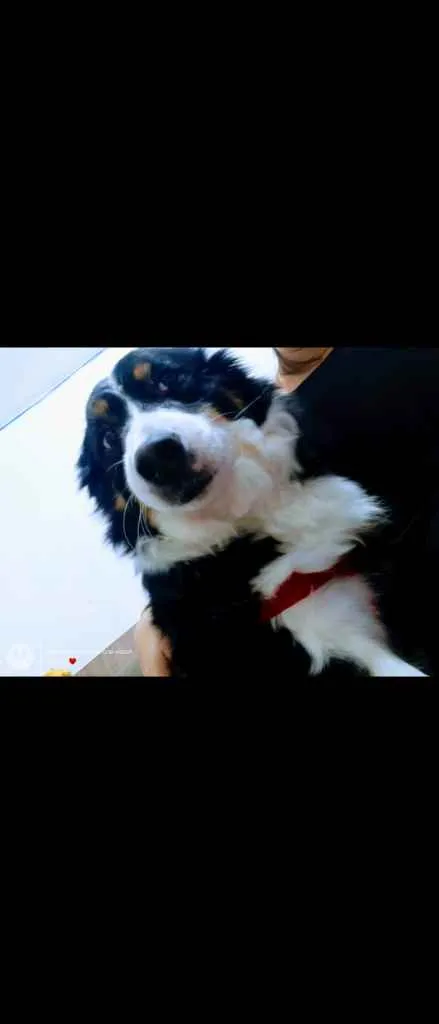 Cachorro ra a Border collie idade 5 anos nome Eva