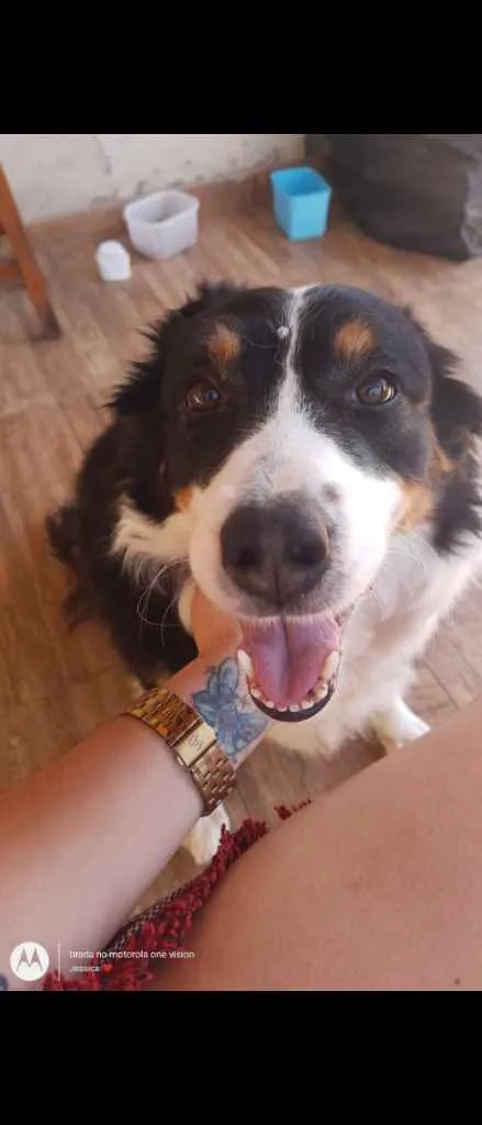 Cachorro ra a Border collie idade 5 anos nome Eva