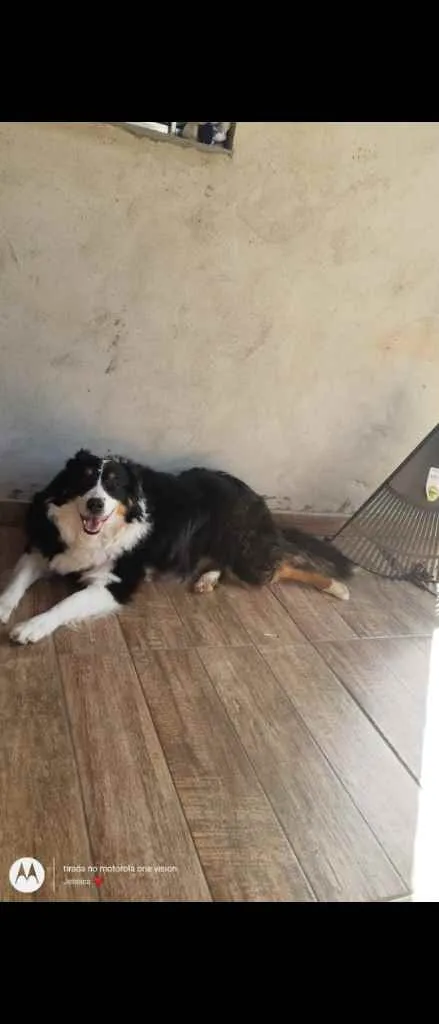Cachorro ra a Border collie idade 5 anos nome Eva