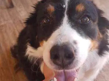 Cachorro ra a Border collie idade 5 anos nome Eva