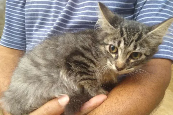 Gato raça SRD-ViraLata idade 2 a 6 meses nome FRED MERCURI