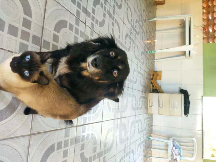 Cachorro ra a SRD idade 6 ou mais anos nome Thor e Kiara 