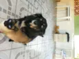 Thor e Kiara