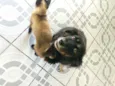 Thor e Kiara