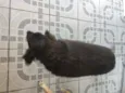 Thor e Kiara