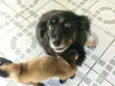 Thor e Kiara
