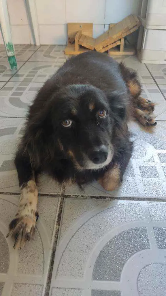 Cachorro ra a SRD idade 6 ou mais anos nome Thor e Kiara 