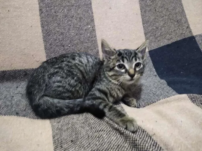 Gato raça SRD-ViraLata idade 2 a 6 meses nome LILICA RIPILICA