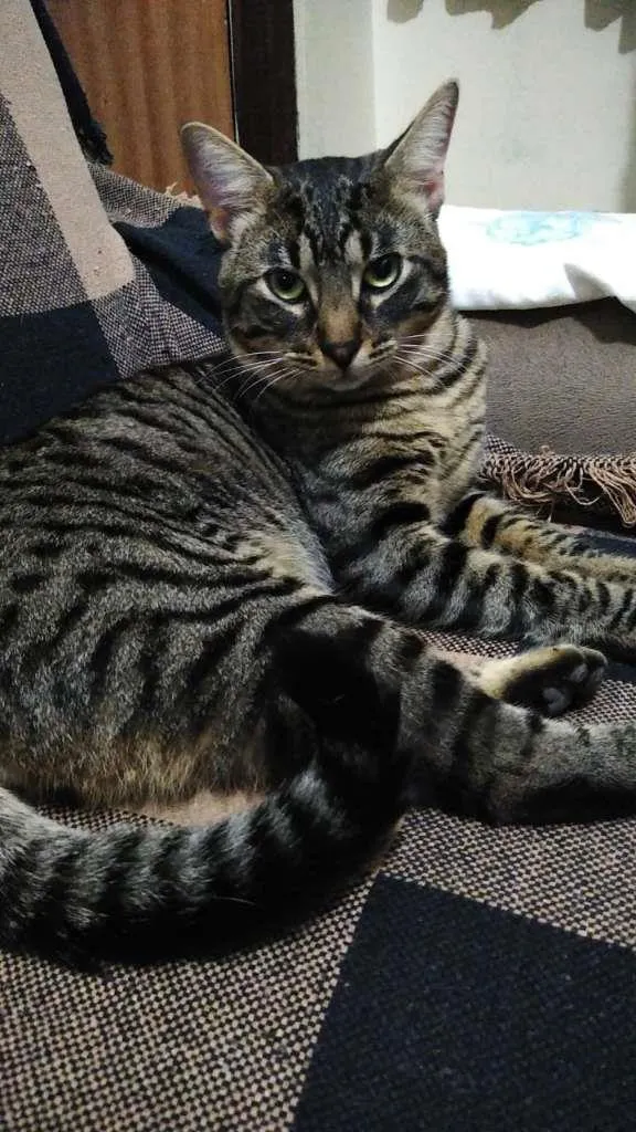 Gato raça SRD idade 7 a 11 meses nome JUQUINHA TRAVESSO