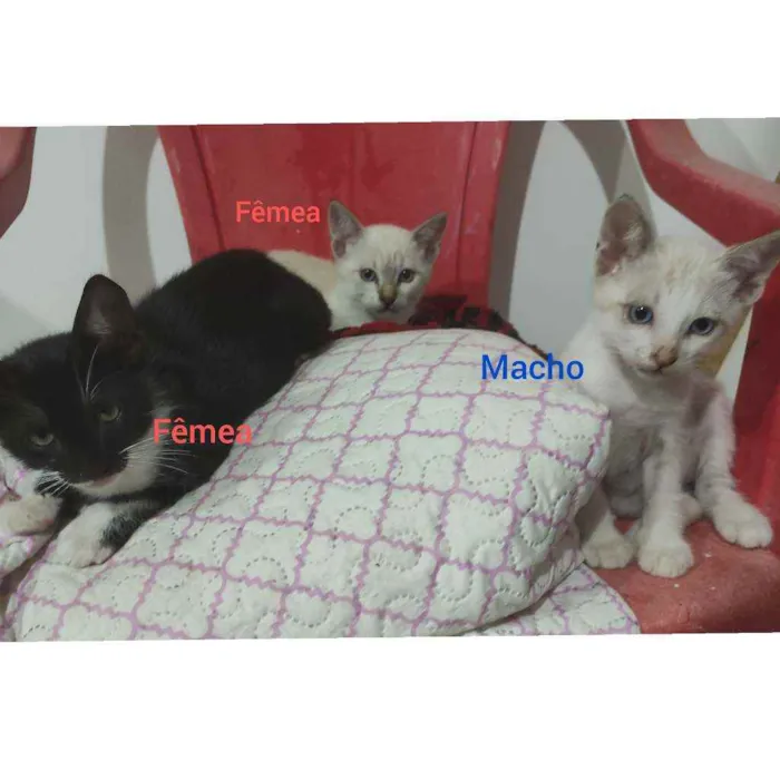 Gato raça Vira lata idade  nome Bebês