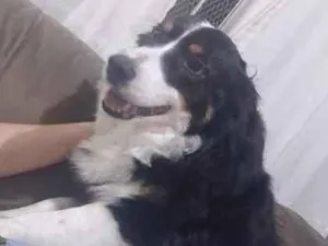 Cachorro raça Border collie idade 5 anos nome Eva