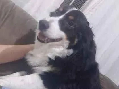 Cachorro ra a Border collie idade 5 anos nome Eva