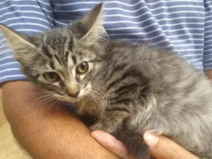 Gato raça SRD-ViraLata idade 2 a 6 meses nome FRED MERCURI