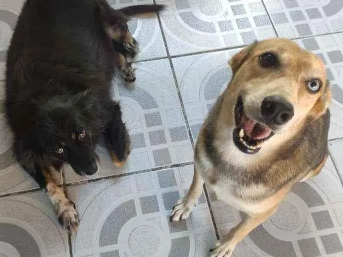 Cachorro ra a SRD idade 6 ou mais anos nome Thor e Kiara 