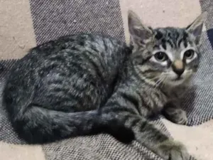Gato raça SRD-ViraLata idade 2 a 6 meses nome LILICA RIPILICA