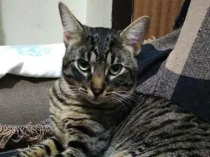 Gato raça SRD idade 7 a 11 meses nome JUQUINHA TRAVESSO