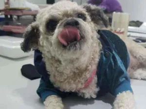Cachorro raça SRD  idade 5 anos nome Pedrita