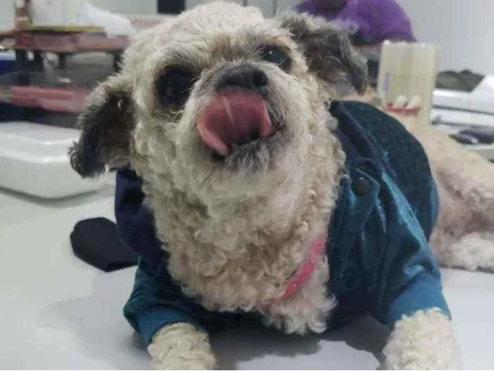 Cachorro raça SRD  idade 5 anos nome Pedrita
