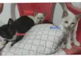 Bebês