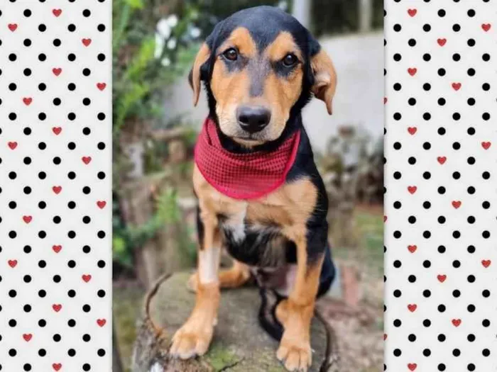 Cachorro ra a SRD-ViraLata idade 7 a 11 meses nome TIMÃO