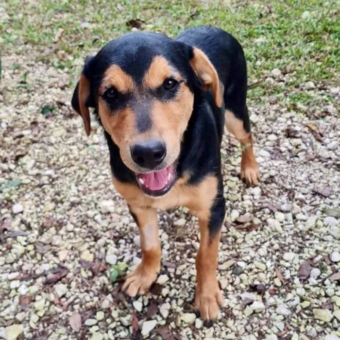 Cachorro ra a SRD-ViraLata idade 7 a 11 meses nome TIMÃO