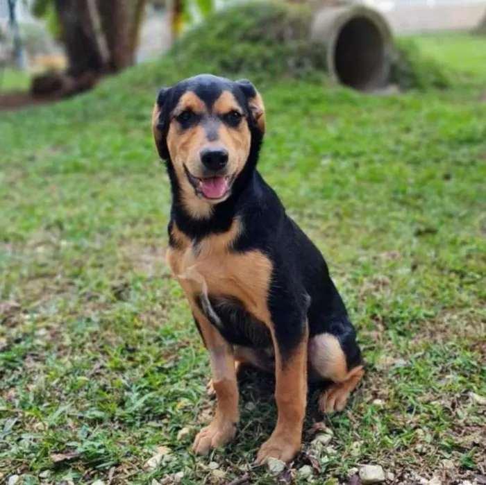 Cachorro ra a SRD-ViraLata idade 7 a 11 meses nome TIMÃO
