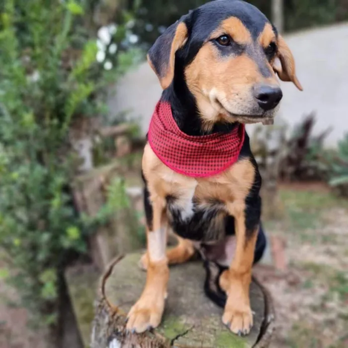 Cachorro ra a SRD-ViraLata idade 7 a 11 meses nome TIMÃO