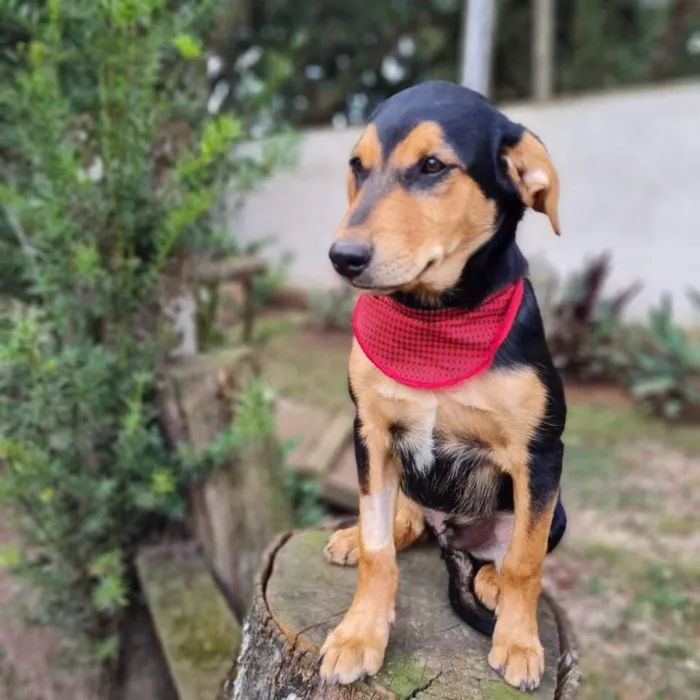 Cachorro ra a SRD-ViraLata idade 7 a 11 meses nome TIMÃO